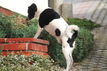 Hund Charly im Ungarnurlaub